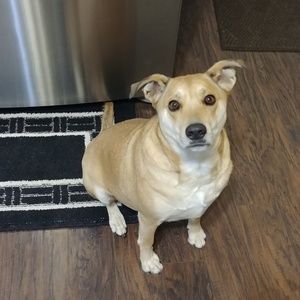 Meet your Posher, Dan